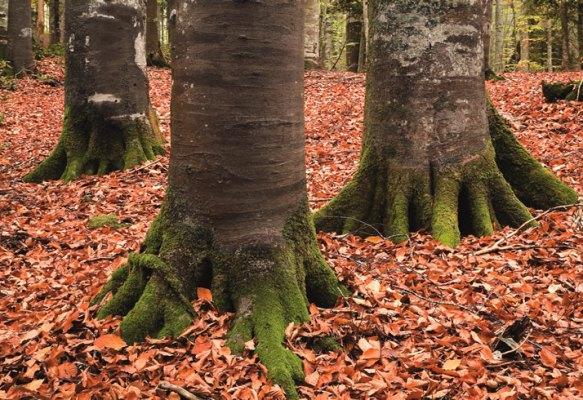 Erozyonu Önleme Toprak Koruma Fonksiyonu Ormanların dal,
