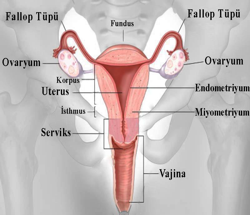 bölgeye internal ostium, servikal kanalın vajinaya açıldığı bölgeye ise eksternal ostium adı verilir (29). Şekil 3. Uterus Anatomisi (http://www.ncbi.nlm.nih.