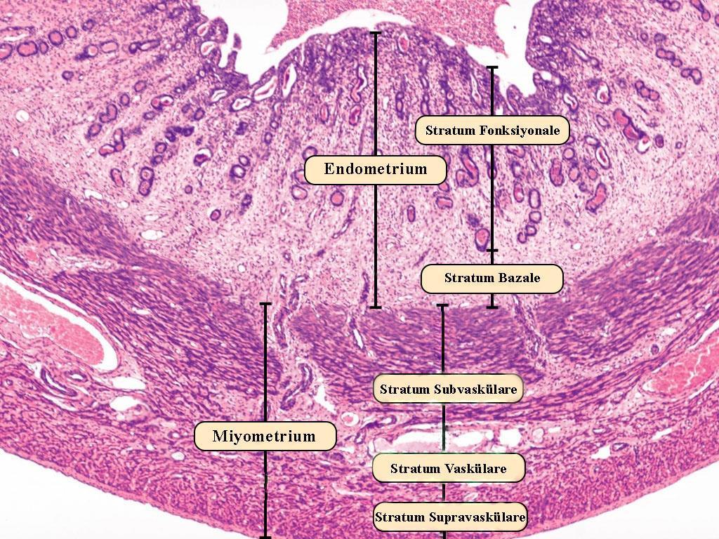 Şekil 4. Uterus histolojisi ve katmanları (http://medcell.med.yale.edu/systems_cell_biology/female_reproductive_system_lab. php adresinden modifiye edilmiştir.