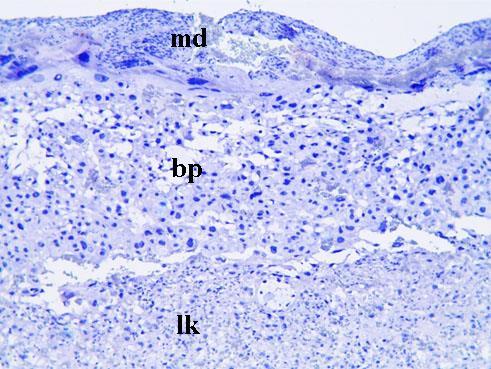 Hematoksilen zıt boyaması- *: endometriyum bezi, ok başı: endometriyum epiteli, yarım ok başı: endotel hücresi, ince ok: