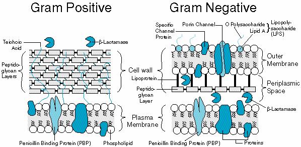 14 ġekil 1.3. Gram pozitif ve Gram negatif bakterilerde hücre duvar yapısı (www.ctf.edu.tr/farma/gökhanakkan/...beta-laktamlar, ppt den uyarlanmıģtır.