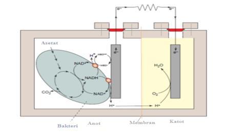 Şekil 1.2. Bir Mikrobiyal Yakıt Hücresinin çalışma prensibi [29] Genel kabule göre; bir pozitif akım, pozitiften negatif uça aktığından, elektron akımının ki ters yönde oluşmaktadır.