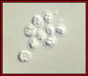 İn-vitro kültür; Ookist Serbest sporozoitler yapılabilir Sodyum hipoklorit uygulaması Sporozoitlerin