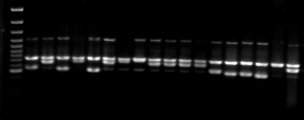 OPJ-19 (c) primerleri