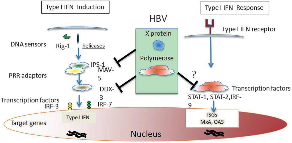 HBV İle İnterferon Yanıtının İnhibisyonu