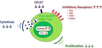 T Hücre Yetersizliği Kronik HBV İnfeksiyonlarında en belirgin özellik virüs spesiifk CD8+ T