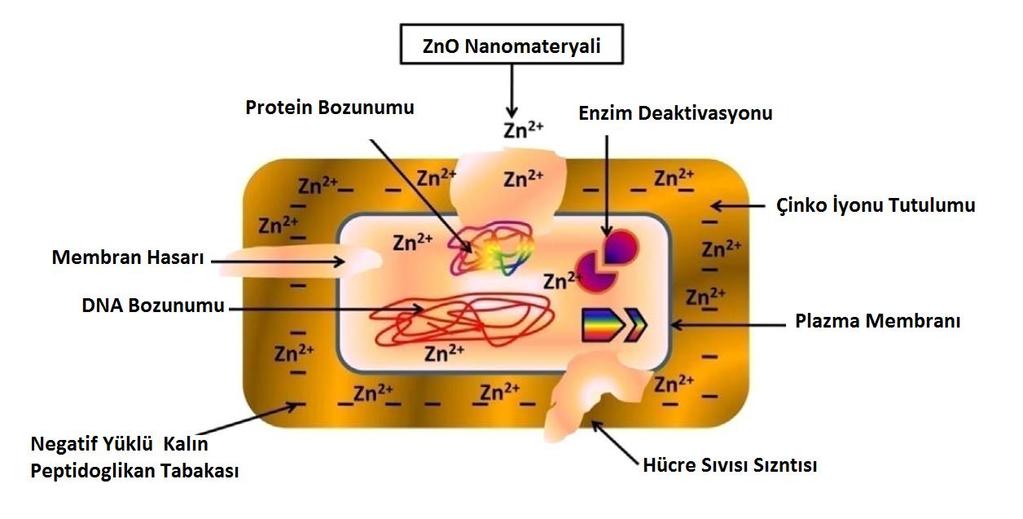 Kalın Peptidoglikan Tabakaya Sahip