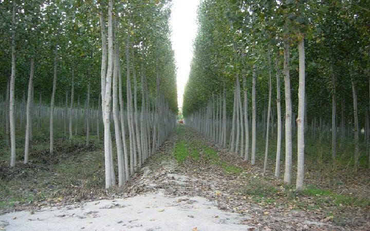 Biyokütle Yetiştiriciliği Bu ağaçlar oldukça değişik iklim ve toprak koşullarında yetişebildiği gibi büyüme hızları da diğer ağaçlara göre 10-20 kat arasında değişmektedir.