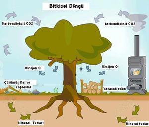 Biyokütle Enerjisi Fotosentez yoluyla enerji kaynağı olan organik maddeler sentezleşirken tüm canlıların solunumu için