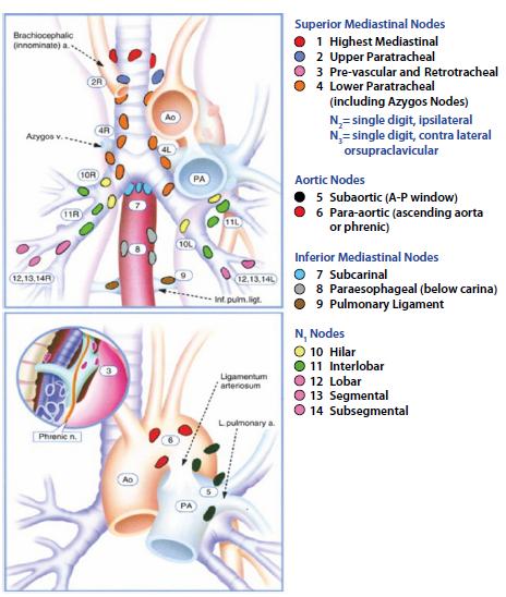 14- Subsegmental: Subsegment bronşu çevresindeki lenf bezleridir(15). Şekil 3. Mediastinal Lenf Nodu İstasyonları 2.2. EPİDEMİYOLOJİ Akciğer kanseri tüm dünyada en sık görülen kanser türüdür.