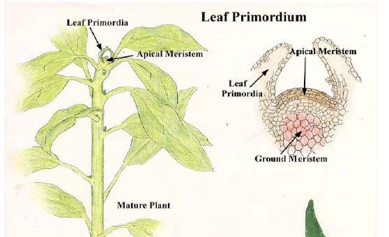 Meristem