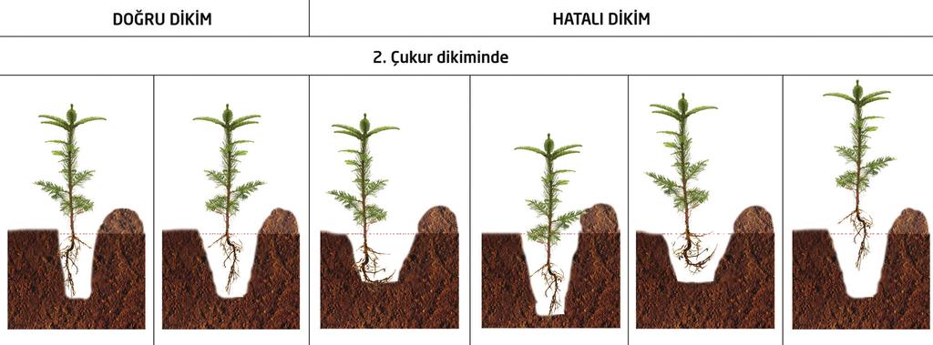 şekilde yapılmış olması» Fidanın alt dallarının toprak içinde kalacak şekilde derin