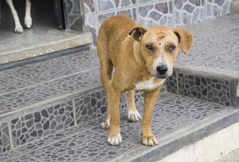 KEDI VEYA KÖPEKTEN UYUZ BULAŞIR MI? Kedi ve köpekler de uyuza yakalanır.