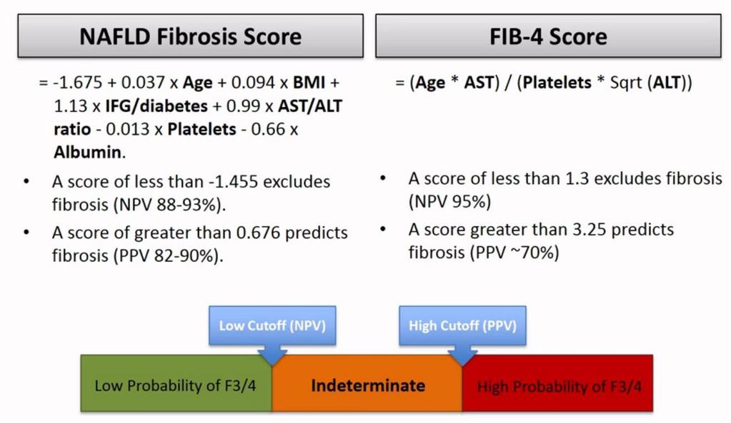 İleri Evre Fibrozis(F3-4) için basit