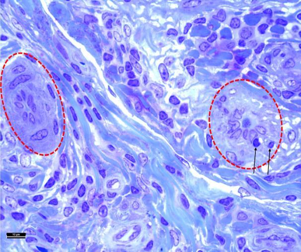Toluidine blue boyaması. Figure 5. HEVs (circles) and immune system cell traffic (arrows). Toluidine blue staining.