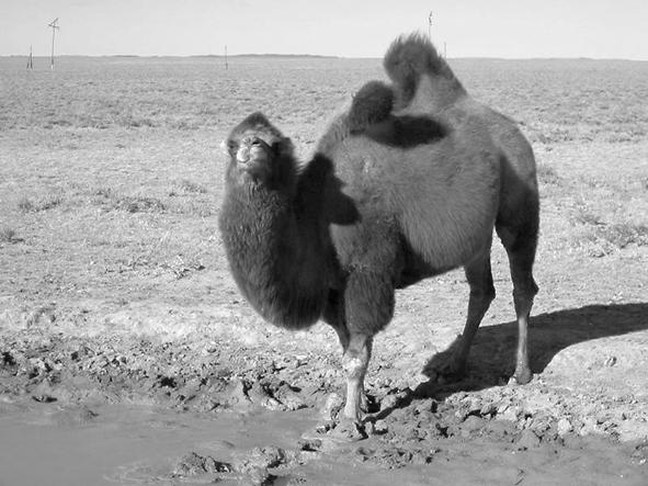 Tekst 5 Develer nereden gelir? Afrika ve Asya çöllerinin simgeleri olsa da deve Amerika kökenlidir. Atlar ve köpekler gibi, develer de 20 milyon yıl önce Amerika nın otlaklarında evrildi.