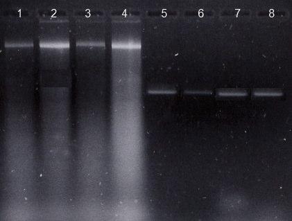 1. a b Resim 3.1. Toplam DNA ve PZR ürünlerinin jelde görüntüsü a) 1,2,3,4, Tesadüfen seçilen 4 örneğin total DNA sı; 5,6,7,8 COI genin PZR ürünleri b) 1,2,3,4, Tesadüfen seçilen diğer 4 örneğin