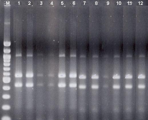 3.3.2.2. 16srDNA geni için KPUP mtdna nın COI geni için incelenen tüm örnekler aynı zamanda ls rdna geni bakımından da araştırılmıştır.