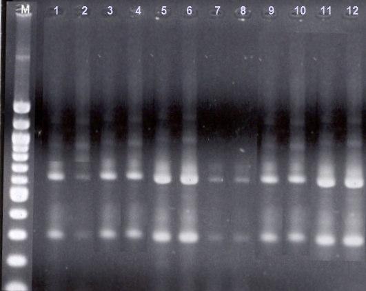 16srDNA genin söz konusu 7 enzimle kesimi sonucunda incelenen populasyonlar arasında bir varyasyon olmadığı gözlenmiştir.