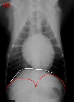 Ventro Dorsal Pozisyon - Akciğerlerin görünümü iyidir - Kalp uzun