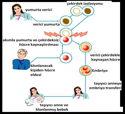 KÖK HÜCRE 113 Şekil 5: Dolly ve insan klon Tedavi amaçlı klonlamalar Kök hücre nukleus transferi ile yapılan tedavi amaçlı klonlamalarda temel 3 gereklilik şunlardır: a.