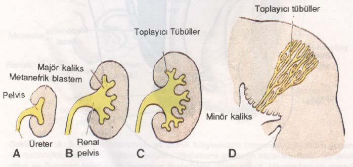 birimlerinin olu tu u metanefrik mezoderm ve (b) toplay sistemin kaynakland üreter tomurcu undan olu ur (1,2). ekil 4.