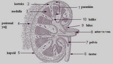 ekil 7 Sa böbrek koronal kesitte renal parankim, kaliksler ve renal hilusun ematik görünümü (6) Böbre i Saran Örtüler Böbrekler, birbiri ile ili kili tek bir yap halinde olan fasia ve ya ile ku at lm