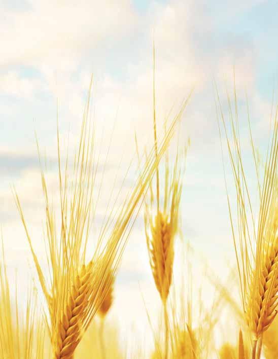HABER Dünyanın en büyük buğday ihracatçılarının stokları eriyor. Sıcak ve kurak geçen yaz önde gelen buğday üreticilerinin stoklarının 2007/2008 seviyelerine düşmesine neden oldu.