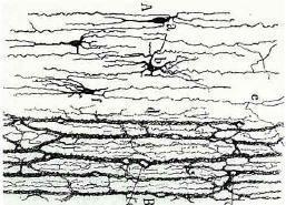 Şekil 2. Cajal ın Gine Domuzu Şekil 3.