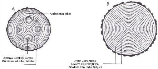 Şekil 1: Aralamanın Etkisi A. Aralama uygulaması zamanında gerçekleştirilmeyen gövdedeki yıllık halka gelişimi, B.