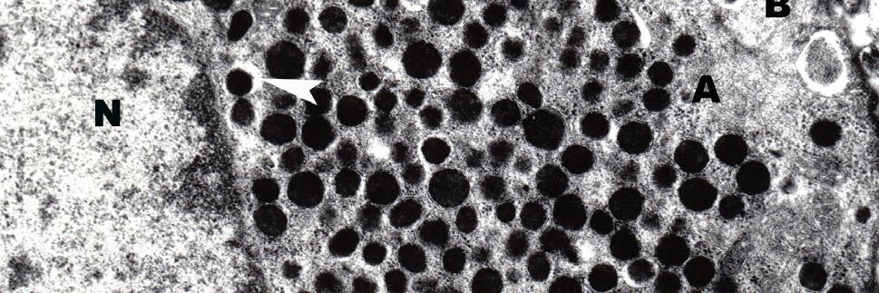 A hücresi (A), B hücresi (B), çekirdek (N), elektron çok yoğun granüller (ok), salgı içeriği ile salgı membranı arasında belirgin boşluk bulunan granül (ok