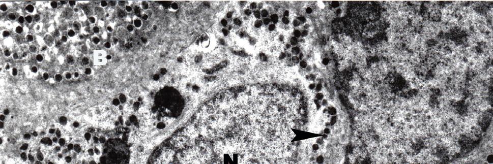 Ankara Üniv Vet Fak Derg, 57, 2010 15 Şekil 6. D hücrelerinin elektron mikroskobik görünümü. Çekirdek (N), D hücresi (D), A hücresi (A), B hücresi (B), irili, ufaklı salgı granülleri (ok başları).