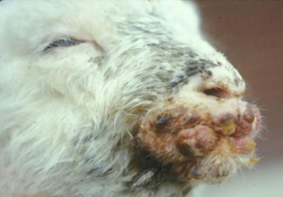 Orf Poxviridae etken Hasta hayvandan insana; direkt veya indirekt temas dokunma (infekte hayvan, hayvan ölüsü, yeni aşılanmış hayvan, kontamine aletler) ile derideki sıyrık ve kesiler aracılığıyla,