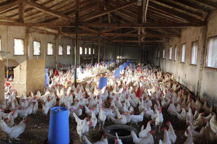 Onarılan yumurta tavukçuluğu işletmesi Süt işletmesindeki iyileştirmelere 2011 yılında da devam edilmiştir.