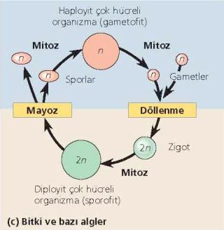 Bitkiler ve mantarlarda mayoz önemlidir Mantarların çoğunda hayat döngüsünün önemli bir bölümünü haploit hücreler oluşturur.