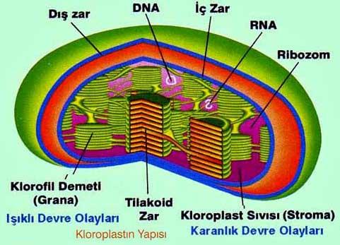 Kloroplastlar Bitkilerde, alglerde ve bazı protozoonlarda bulunur.