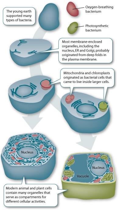 Endosimbiyotik hipotez Mitokondri ve kloroplastın genetik mekanizması prokaryotlara yakın benzerlik gösterir.