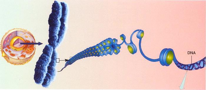 Kromozomlar En kolay mitoz sırasında görünebilir. Farklı uzunluk ve biçimdedirler.