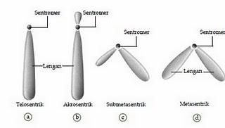 Sentromer yerleşimine göre kromozomlar Metasentrik (sentromer yerleşimi orta) Submetasentrik (sentromer