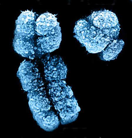 Cinsiyeti belirleyen kromozomlar Homolog kromozom kavramının önemli bir istisnasıdır. Boyut, sentromer yerleşimi, kol oranı ve genetik potansiyel açısından homolog değillerdir.