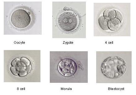 Başlangıç noktası (Zigot) Çok hücreli diploit organizmaların yaşama başlangıç