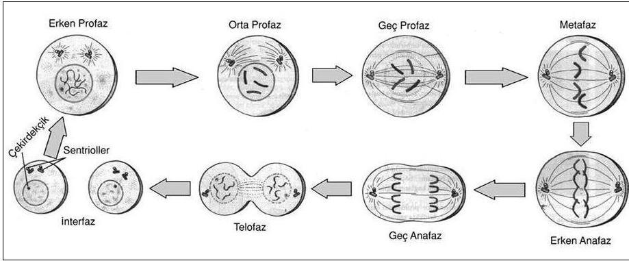 Karyokinez Çekirdek bölünmesi olarak da bilinir. Genetik materyal iki kardeş hücreye bölünür.