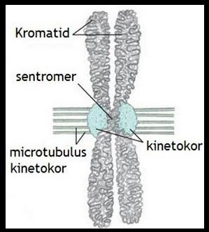 Kinetokor terimi!!! Bu yapı, sentromerin zıt taraflarında şekillenen çok tabakalı plaka benzeri bir yapıdır.