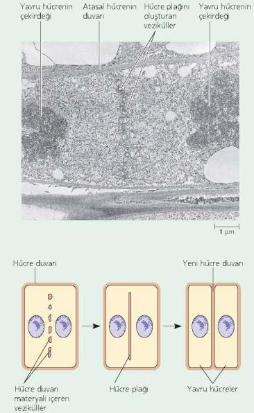 Bitki ve hayvan hücrelerinde sitokinez Mekanizma, bitki ve hayvan hücrelerinde farklıdır.