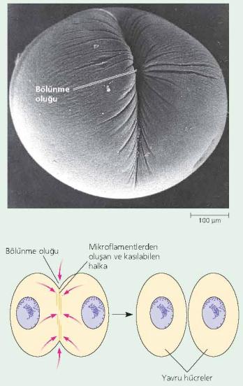 Bitki ve hayvan hücrelerinde sitokinez Hayvanlarda