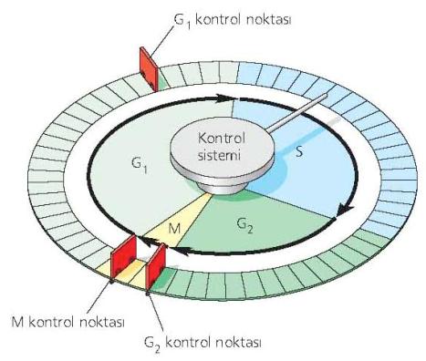Hücre döngüsü kontrol noktaları Hücresel döngü aşağıdaki üç nokta tarafından