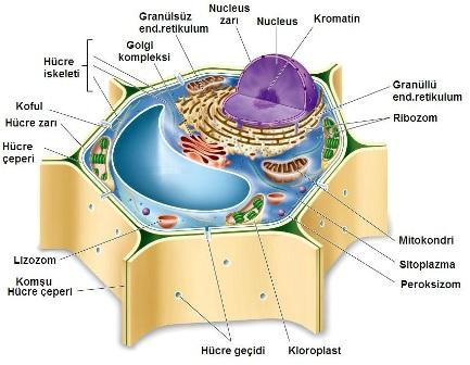 Hücre duvarı Bitki hücrelerinde zar dışında bulunan dış kılıftır.