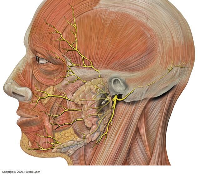 I. Nucleus nervi facialis: Motor çekirdek olup pons ta lokalizedir. Çekirdekten çıkan motor lifler; mimik kasları, m.stapedius, m.stylohyoideus, m.digastricus un venter posterior unu innerve eder. II.