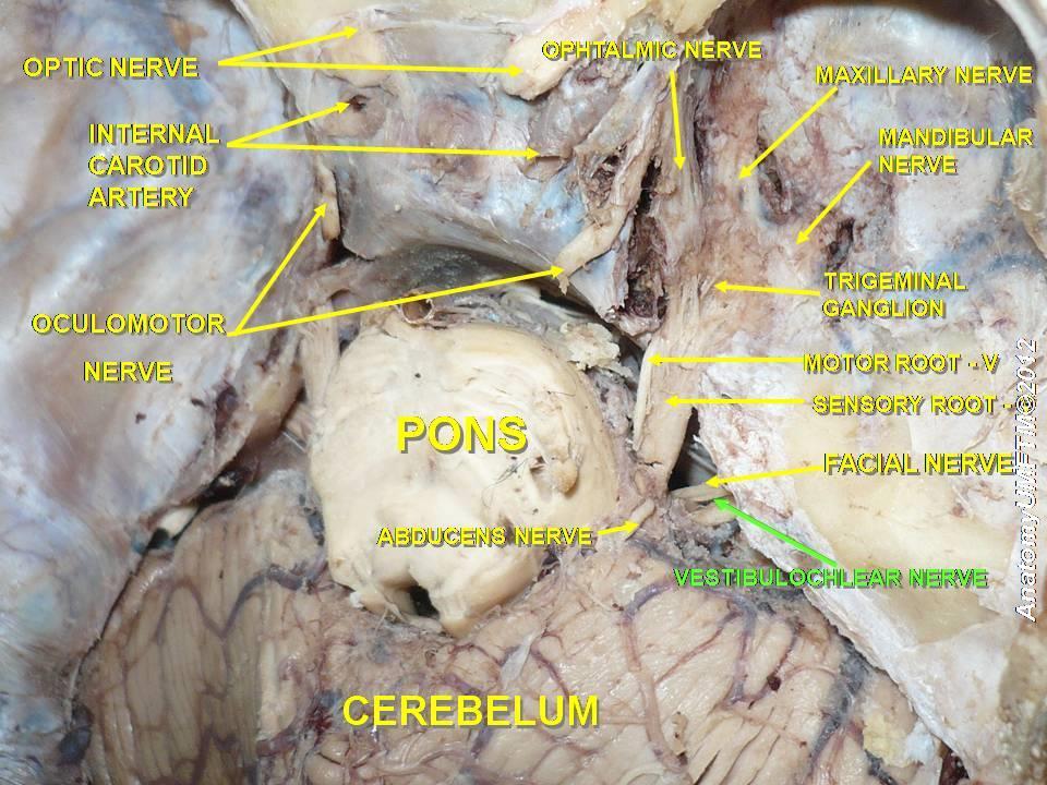 oluşturulur. Çoğu çapraz yapan lifler colliculus inferiorda sonlanır, burada brachium colliculi inferioris ten geçerek corpus geniculatum mediale (CGM) ye gelirler.