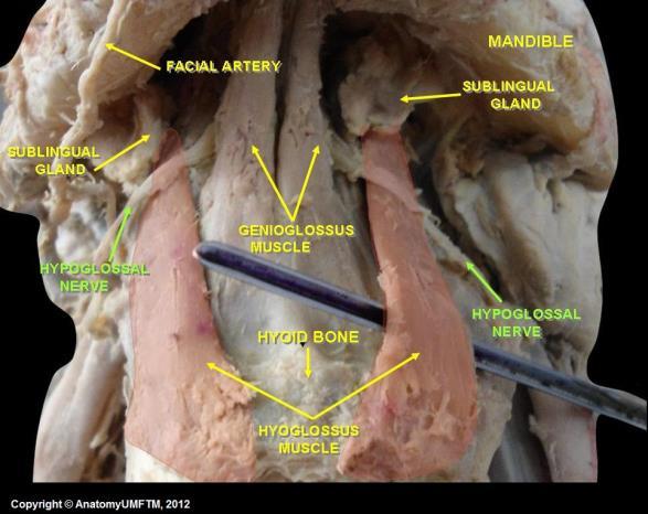 terk eder. A.carotis externa ve dallarını dıştan çaprazlayıp, m.hypoglossus un dış yüzü üzerinden geçip dile girer. M.palatoglossus hariç dilin tüm kaslarını uyarır. (2) M.